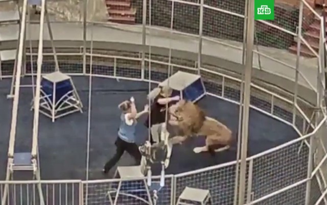 нападение льва на дрессировщика в Большом московском цирке