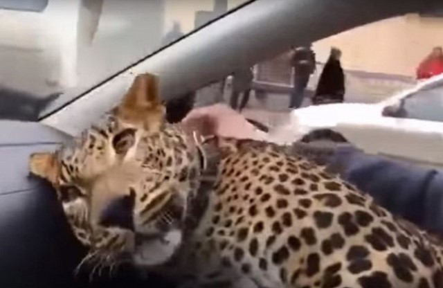 леопард в такси Екатеринбург