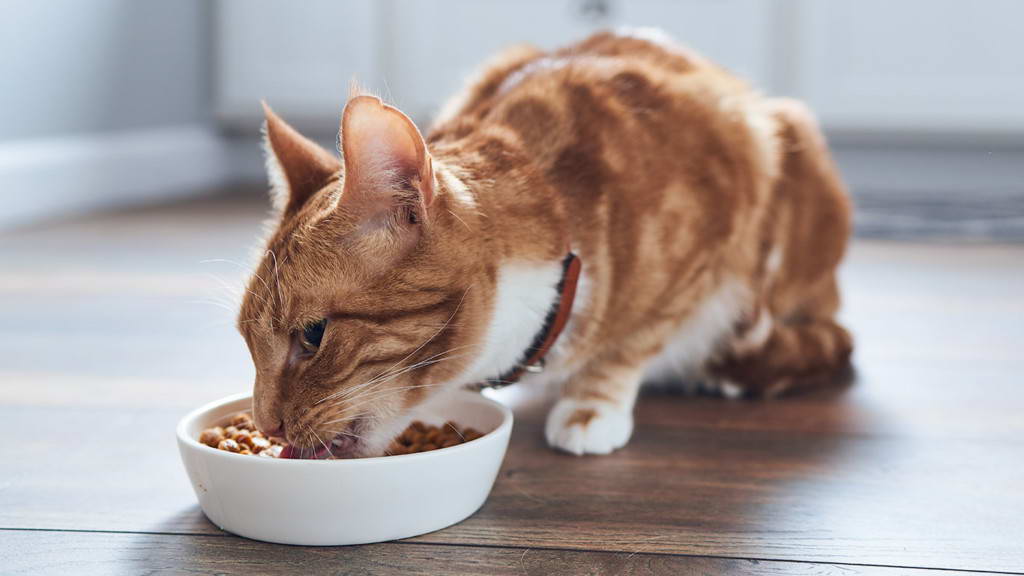 Сухой корм для кошек - залог здорового питомца